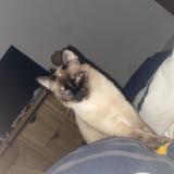 Foto del gato perdido en Chemille En Anjou