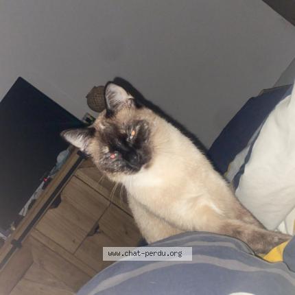 Foto 1/1 Zo&eacute; Chat perdido en Chemille en anjou
