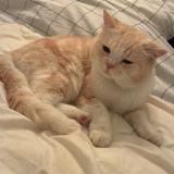 Foto del gato perdido en Merindol