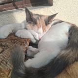 Foto del gato perdido en Menthon St Bernard