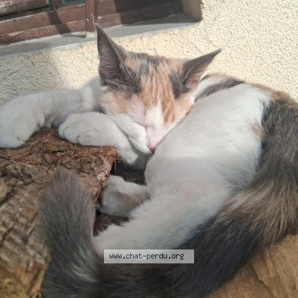 Foto 1/1 Arlette Chat perdido en Menthon st bernard