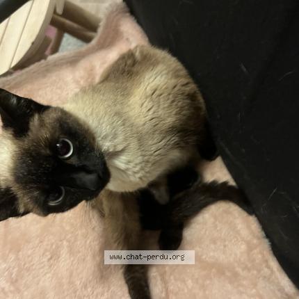 Foto 1/1 Uguette Chat perdido en Plescop