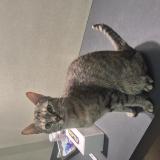 Foto del gato perdido en Villeurbanne