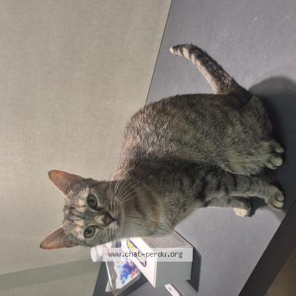 Foto 1/1 Minettes Chat perdido en Villeurbanne