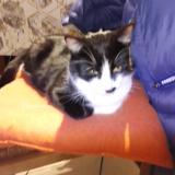 Foto del gato perdido en Le Pian Sur Garonne