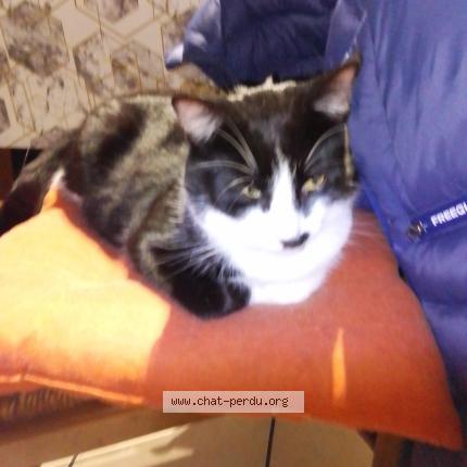 Foto 1/1 Boule Chat perdido en Le pian sur garonne