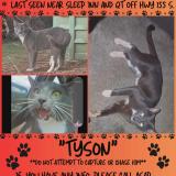 Foto del gato perdido en Mcdonough