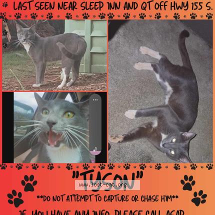 Foto 1/1 Tyson Chat perdido en Mcdonough