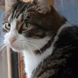 Foto del gato perdido en La Montagne