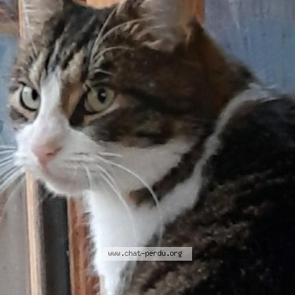 Foto 1/1 Kronk Chat perdido en La montagne