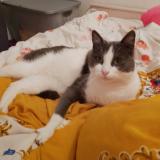 Foto de gato encontrado en Lanquetot