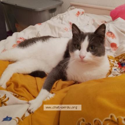 Foto 1/1 Gato encontrado Encontrado en Lanquetot