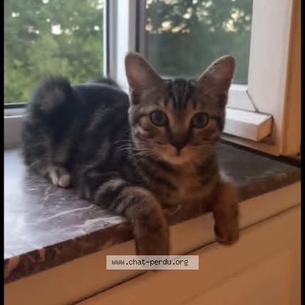 Foto 1/3 Wyp Chat perdido en Wavre