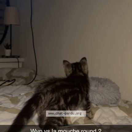 Foto 2/3 Wyp Chat perdido en Wavre