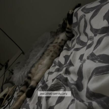 Foto 3/3 Wyp Chat perdido en Wavre