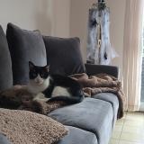 Foto del gato perdido en Wasquehal