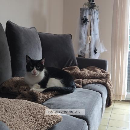 Foto 1/1 Balou Chat perdido en Wasquehal