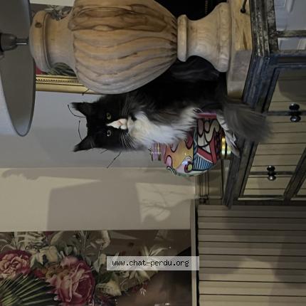 Foto 1/1 Panda Chat perdido en Moyenneville