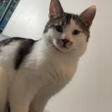 Foto del gato perdido en Roubaix