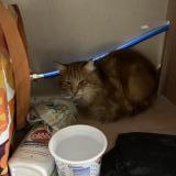 Foto de gato encontrado en Sucy En Brie