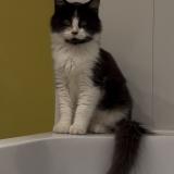 Foto del gato perdido en Saint Jean Sur Reyssouze