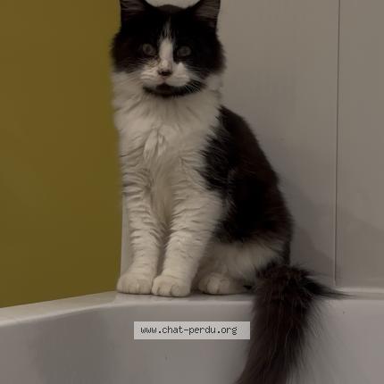 Foto 1/1 NYX Chat perdido en Saint jean sur reyssouze