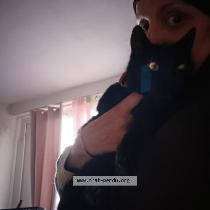 Foto 1/1 Balou Chat perdido en Saint aubin les elbeuf