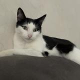 Foto del gato perdido en Vicq