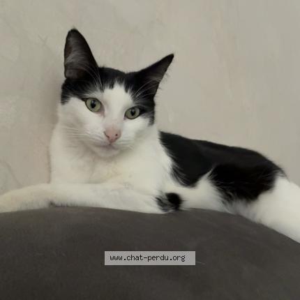 Foto 1/1 Guizmo Chat perdido en Vicq