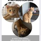 Foto del gato perdido en Besancon