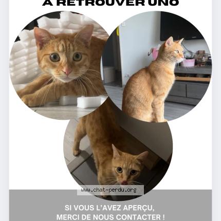 Foto 1/1 Uno Chat perdido en Besancon