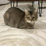 Foto del gato perdido en Pont St Martin