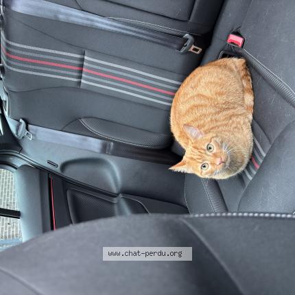 Foto 1/1 Miami Chat perdido en Laroin