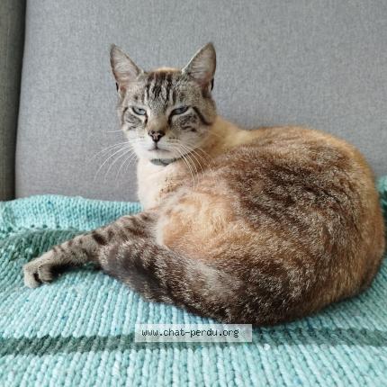 Foto 1/1 Gato encontrado Perdido en Lannion