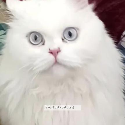 Foto 1/1 Bani Chat perdido en E 11 4