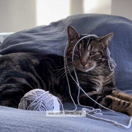 Foto 1/1 MOUKI Chat perdido en Vergeroux
