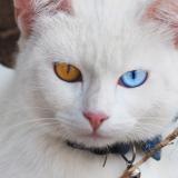 Foto del gato perdido en Mondonville