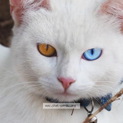 Foto 1/1 Ange Chat perdido en Mondonville