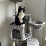 Foto del gato perdido en La Boissiere Ecole