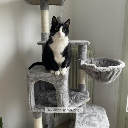 Foto 1/1 MILA Chat perdido en La boissiere ecole