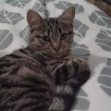 Foto del gato perdido en Lalizolle