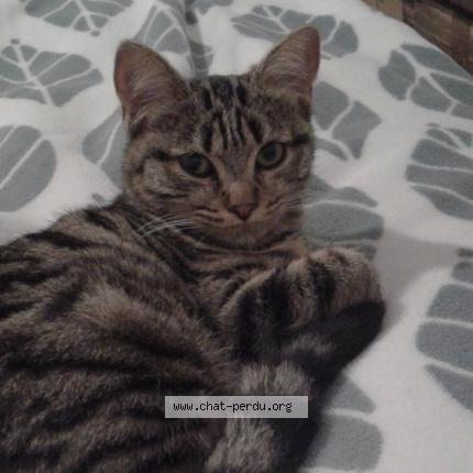 Foto 1/1 Pixelle Chat perdido en Lalizolle