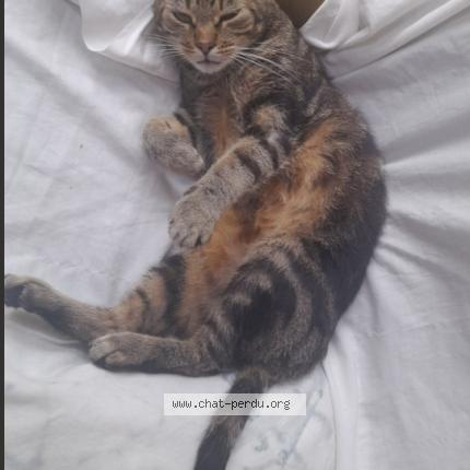 Foto 1/1 Obamo Chat perdido en Penfeld bohars