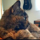 Foto del gato perdido en Rigarda