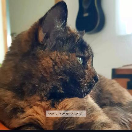 Foto 1/1 Java Chat perdido en Rigarda