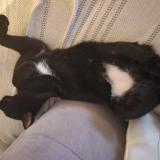 Foto del gato perdido en Saint Germain Beaupre