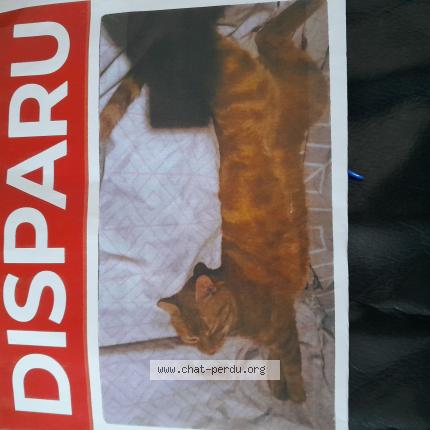 Foto 1/1 Tigroux Roux Chat perdido en Limeil brevannes