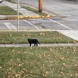 Foto de gato encontrado en Kiel