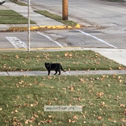 Foto 1/1 Gato encontrado Encontrado en Kiel