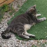 Foto del gato perdido en Pelissanne